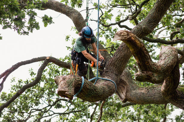 Best Emergency Tree Removal  in Lake Holiday, VA