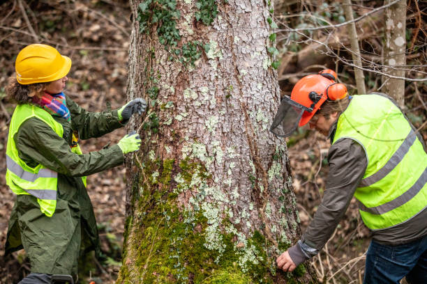 Trusted Lake Holiday, VA Tree Services Experts