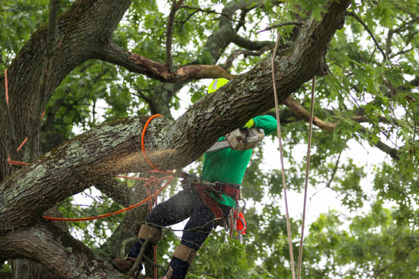 Best Tree Cabling and Bracing  in Lake Holiday, VA