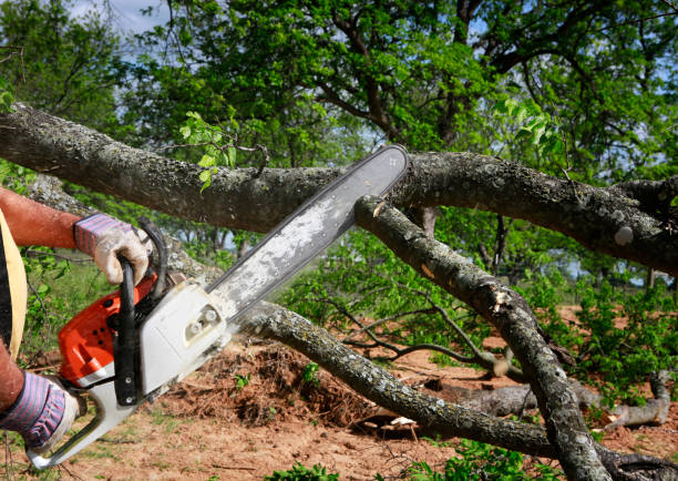 Best Storm Damage Tree Cleanup  in Lake Holiday, VA