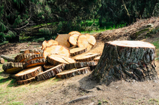 How Our Tree Care Process Works  in  Lake Holiday, VA